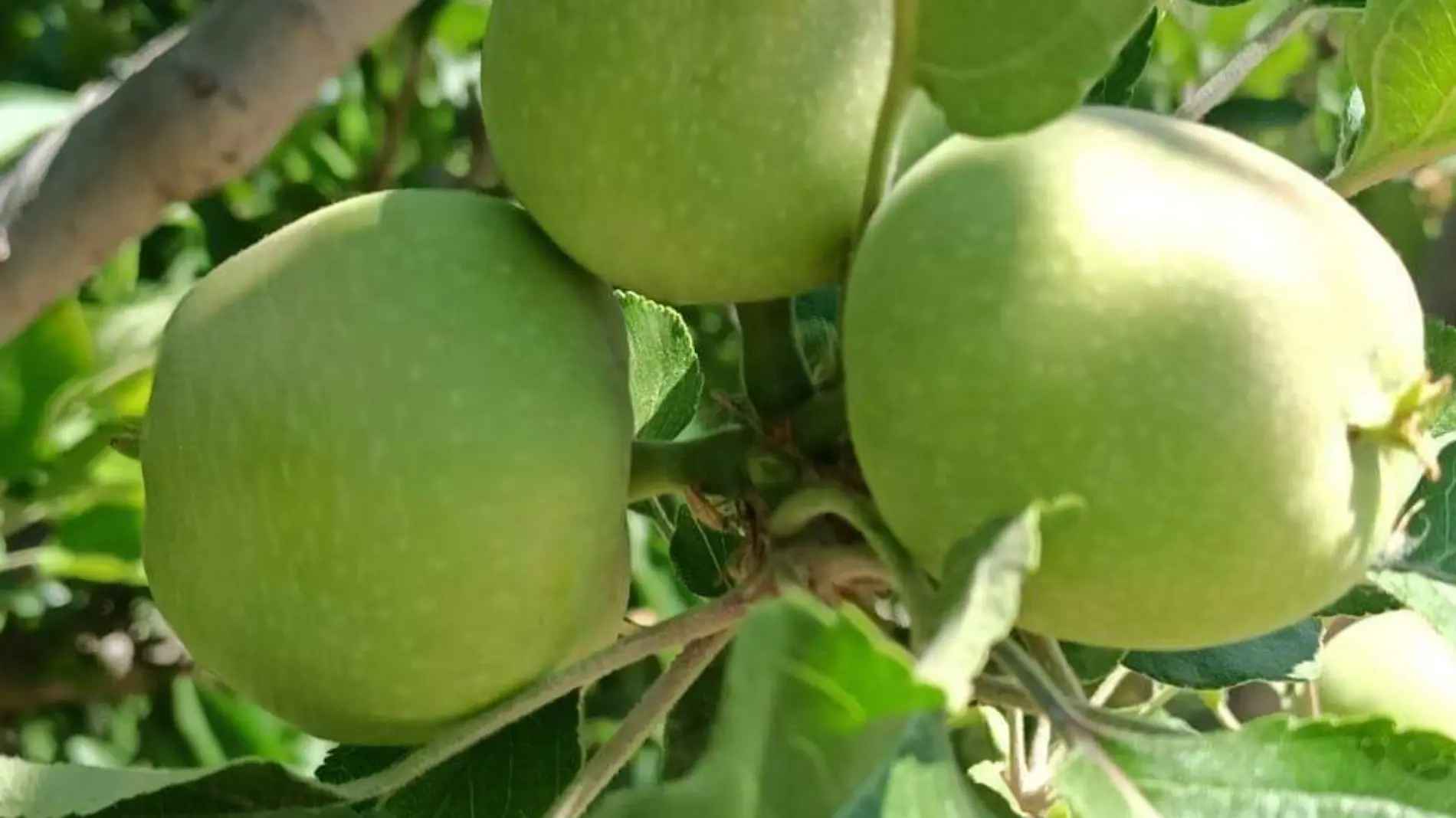 Fruticultores estiman disminución en la producción de manzana